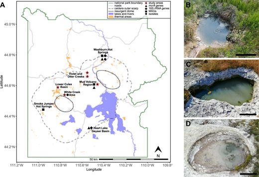 A Map of Yellowstone National Park highlighting areas with potential for methanogenesis. Red stars mark areas investigated in this study. Symbols indicate where mcrA genes (triangle), 16S rRNA genes of methanogens (diamond), Mcr-encoding MAGs (square), or methanogen isolates (circle) have been recovered. Map was generated with data from the Wyoming State Geological Survey (https://www.wsgs.wyo.gov/pubs-maps/gis). Photographs of main study sites. LCB003, 2019-07-24 (B), LCB019, 2019-07-25 (C), and LCB024, 2019-07-23 (D). Scale bar indicates 30 cm.
