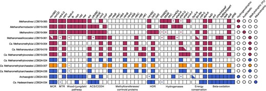 Squares indicate gene/gene set detected (filled), gene/gene set not detected (open) or gene set partially detected with the majority of genes present (half filled). * indicates only one gene in a gene set detected. Circles indicate the methane/alkane metabolism predicted for each MAG based on the gene repertoire. Colors: orange, LCB003, magenta, LCB019, blue, LCB024. A complete list of genes described in this figure and their abbreviations is reported in SI Data 3.
