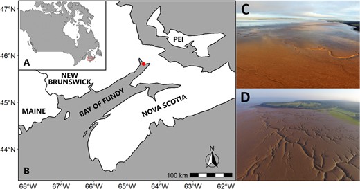 Location of (A) the Bay of Fundy and (B) the study sites, Grande Anse and Pecks Cove, in the upper Bay of Fundy (red dot). Aerial views of the intertidal mudflat at both sites, with across-shore width of 2–3 km at (C) Grande Anse, and 0.8–1 km at (D) Pecks Cove. Photographs taken by G.S. Norris in summer 2019.