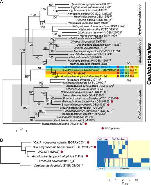 A ML phylogenomic tree rooted with Blastomonas natatoria. ML bootstrap values (>80%) are indicated at each branch. Pairwise ANI and AAI values were indicated at the cluster, including ‘Ca. P. spiralis.’ B Distribution of orthologous gene clusters in the CaP clade. A heatmap indicates the presence and absence of orthologs. Core and flexible genomes indicate orthologs present in all six genomes and less than six genomes of CaP bacteria, respectively. CaP core and flexible indicate orthologs in all and less than four CaP genomes, respectively.