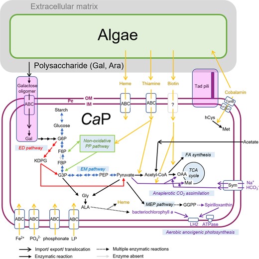 Features not shared in all CaP bacteria are indicated in the lavender box. Note that phosphofructokinase is absent in CaP bacteria (indicated by a gray arrow). PE periplasmic space, OM outer membrane, IM inner membrane, Gal galactose, Ara arabinose, G6P glucose-6-phosphate, F6P fructose 6-phosphate, FBP fructose-1,6-bisphosphate, G3P glyceraldehyde-3-phosphate, PEP phosphoenolpyruvate, OAA oxaloacetate, Mal malate, FA fatty acid, hCys homocysteine, Met methionine, Gly glycine, Ala alanine, GGPP geranylgeranyl diphosphate, Sym symporter, LP lipoprotein.