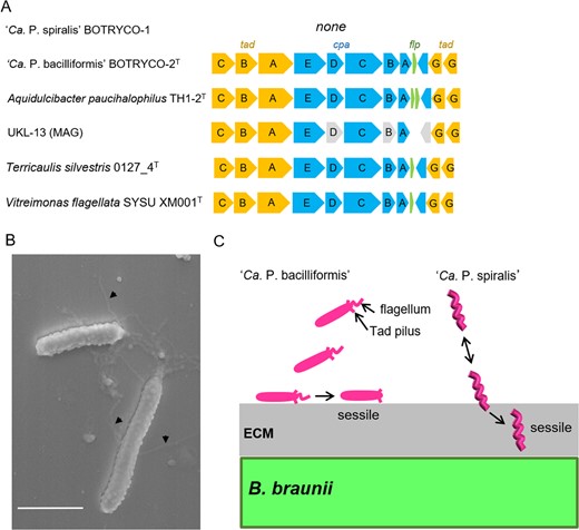 A Tad gene cluster in the CaP clade. Gray boxes indicate putative pseudogenes. B SEM image shows putative Tad pili in ‘Ca. P. bacilliformis’. Scale bar, 1 μm. C Schematic of different modes of attachment of two ‘Ca. Phycosocius’ species onto/into the algal surface.