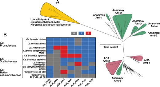 A Maximum-likelihood phylogenetic tree of Amt in anammox bacteria and other related nitrogen cycling groups (AOB, NOB, and AOA). Amt clades of nitrogen cycling groups are highlighted with different colors. The bar indicates estimated sequence divergence per residue. B Heatmap showing the occurrence of Amt in 10 selected high-quality anammox bacterial genomes.