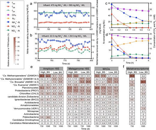 Species-specific nitrogen conversion rates during the long-term operation of High_BS (a) and Low_BS (b): nitrite removal rate by anammox bacteria (rAN), nitrite removal rate by n-DAMO bacteria (rDB), and nitrate removal rate by n-DAMO archaea (rDA). Batch tests were performed on day 974 to validate the variations of nitrogenous substrates and methane of High_BS in 1 h (c) and of Low_BS in 6 h (d). e Microbial community structures of High_BS and Low_BS were revealed from 16S rRNA gene amplicon sequencing data, 16S rRNA genes from the metagenomic reads and recovered MAGs. f Relative expression of MAGs. DAMOA1 is the only MAG of n-DAMO archaea affiliated with “Ca. M. nitroreducens”, while DAMOB1 and DAMOB2 are the MAGs of n-DAMO bacteria belonging to “Ca. Methylomirabilis”. AMXK1, AMXB1 and AMXB2 are anammox MAGs. BAC2, VER1, CHL3 and PRO7 are MAGs with expression above 1% in either High_BS or Low_BS, belonging to Bacteroidota, Verrucomicrobiota, Chloroflexota and Proteobacteria, respectively. Numbers in the cell indicate the relative abundance or TPM fraction.