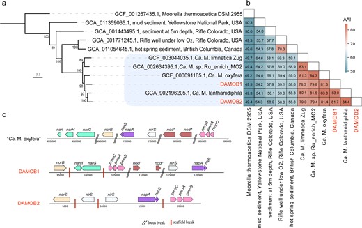 a Phylogenetic placement of the two n-DAMO bacteria MAGs recovered in this study (DAMOB1 and DAMOB2) using 120 bacterial-specific marker genes with publicly available non-redundant candidate division Methylomirabilota genomes (see method for details). The tree was inferred using the maximum-likelihood method, and bootstrap values were calculated using nonparametric bootstrapping with 100 replicates. The scale bar represents amino acid substitutions per site. The shaded area is clade a of Methylomirabilota phylum. b Average amino acid identity (AAI) as indicated by the values in cells. c Schematic representation showing the arrangement of genes for denitrification and methane oxidation in two recovered genomes of n-DAMO bacteria in the present study and “Ca. M. oxyfera” (GCF_000091165.1). Arrows represent genes and indicate the transcriptional direction.