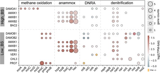 Colour intensity represents gene expression. Gene expression was relativized by median TPM value across all CDS within a given genome (see details in Methods). A value of one means two times of median expression among all CDS in a given genome. Orange cell indicates the expression of the encoded gene is undetectable. Bubble diameter represents the gene count. Only the MAGs with expression >1% were presented. The TPM values of encoded genes by each MAG were listed in Supplementary Dataset 2.
