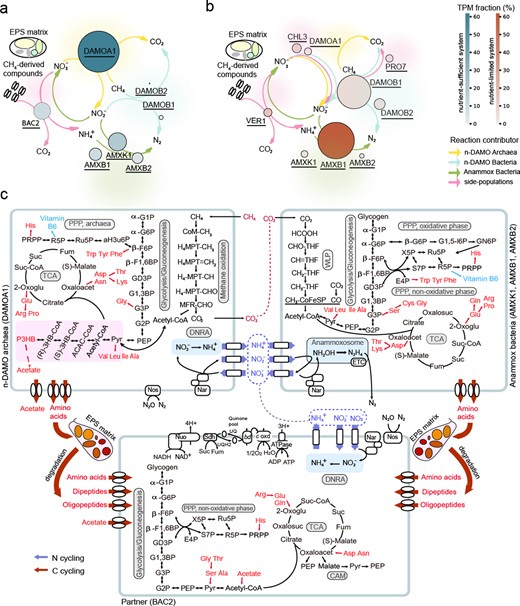 a Schematic of microbiota metabolic network under high-loading and b low-loading conditions: bubble size indicates the relative abundance, while the colour intensity indicates the expression fraction. c Integrating metabolic network related to nitrogen and methane conversions in high-loading system High_BS: blue arrows indicate nitrogen cycling, while red arrows indicate carbon cycling.