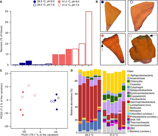 A Percentage of necrosed tissue on samples at the end of the 8-weeks experiment. B Pictures of representative samples for each of the four combined treatments; arrows point to necrotic tissue. C PCoA plot of microbiome structure using GraftM taxonomic classification at the class level. D Taxonomic classification of the microbiome. Data shown for classes >1%.
