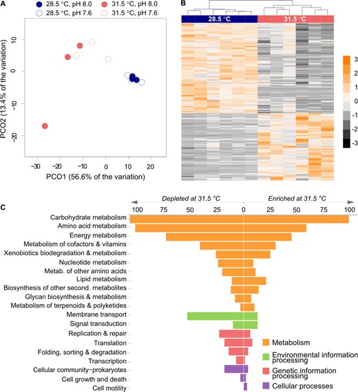 A Sample partitioning visualised as a PCoA on the KEGG Orthology terms (KOs). B Heatmap on the relative abundance of the 913 KOs with significantly different abundances according to temperature. Data were scaled by row and colour scale represents standard deviation. C Classification of the significantly different KOs (KOsig) into KEGG pathway categories of higher levels. Values indicate the number of KOs assigned to each category.