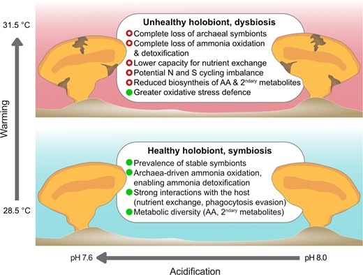 Green dots and red circles represent positive and negative features for the symbiosis, respectively. Ocean acidification had no impact, whilst ocean warming impacted sponge health and microbial functions, regardless of pH.