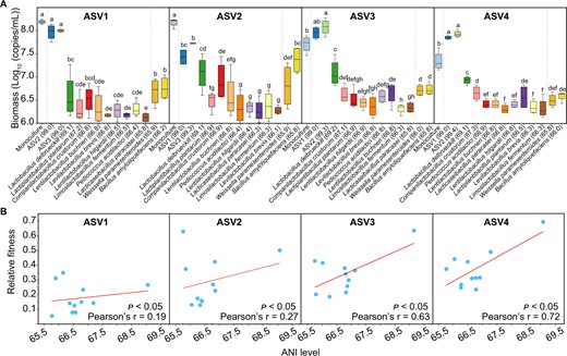 A Biomass of different L. acetotolerans isolates from 4 ASV types in pairwise cocultures with 11 other bacterial species. The other species cocultured with L. acetotolerans are indicated on the abscissa, and the number in the brackets after the species name indicates the ANI level (%) between L. acetotolerans isolate and other species. All cultures were under static and anaerobic conditions at 30 °C, and the biomass were determined on Day 8. Each culture had four biological replicates. Unlike letters indicate significant differences (t-test, p < 0.05). B Correlation of relative fitness of L. acetotolerans and ANI level between L. acetotolerans and 11 other species in pairwise cocultures. The red line represents fitted curve between relative fitness and ANI level.