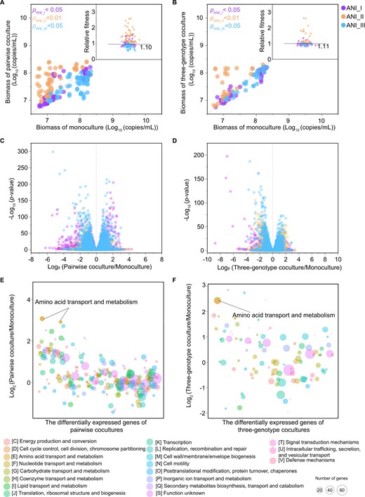 The biomass of different ANI groups in pairwise cocultures compared to that in monocultures (A) and in three-genotype cocultures compared to that in monocultures (B). Each dot indicates the biomass of one isolate in the monoculture (abscissa) and in the coculture (ordinate) in the Transwell plate (Supplementary Fig. 1). In the Transwell plate, cells of different genotypes can be separated in upper and lower chambers, and the medium can pass through membrane pores between two chambers. Volcano plots showing gene expression data of three ANI groups in pairwise cocultures compared to that in monocultures (C) and in three-genotype cocultures compared to that in monocultures (D). Each dot indicates the transcription of one gene in one isolate. The log2 (gene transcription value in cocultures compared to that in monocultures) is shown on the abscissa, and the log10 (p-value) is shown on the ordinate. The colour of the dot represents the ANI group. The log2 fold change of differentially expressed genes (adjusted p < 0.05, |log2 fold change| > 1) in pairwise cocultures compared to that in monocultures (E) and in three-genotype cocultures compared to that in monocultures (F) under the COG category. Each bubble indicates one COG category in one ANI group. The average log2 (gene transcription value in the coculture compared to that in the monoculture) in the COG category are shown on the ordinate. The colour of the bubble represents the COG category, and the size of the bubble represents the number of differentially expressed genes in that COG category. Data were from two coculture experiment groups (isolate_1, isolate_4, and isolate_9; isolate_3, isolate_8, and isolate_9). Cultures were performed in Transwell plates under static and anaerobic conditions at 30 °C. The bacterial solution was collected on Days 2, 4, 6 and 8 for biomass and on Day 4 for transcription analysis. All data are based on four biological replicates.