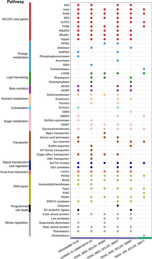 On the x-axis, genomes are ranked from left to right in order of decreasing number of samples in which the viruses were detected; the horizontal colored bar shows the taxonomic family of the genome (purple: Imitervirales family 1, green: Algavirales family 1). The y-axis denotes the functional annotation found in genomes; putative genes are color-coded by functional categories. Gene function abbreviations: PPDK Pyruvate phosphate dikinase, GAPDH Glyceraldehyde 3-P dehydrogenase, SDH Succinate dehydrogenase, LHCB Chlorophyll a/b binding protein, ACAD Acyl-CoA dehydrogenase, ACBP Acyl-CoA binding protein, GMD GDP-mannose dehydrogenase, GMDH GDP-mannose 4,6 dehydratase, GlcNAc epimerase UDP-N-acetylglucosamine 2-epimerase, GNAT Glucosamine-6-phosphate N-acetyltransferase, PCNA Proliferating cell nuclear antigen, PI3K phosphatidylinositol 3-kinases, PDXK PD-(D/E)XK nuclease superfamily.
