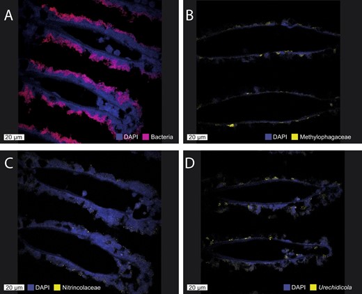 A All the symbiotic bacteria are detected with the EUB338 probe (red), and large methanotroph morphotypes can be observed. B Methylophagaceae symbionts (BhecM2-822 probe, yellow) appear to often aggregate along the gill tissue. C Nitrincolaceae symbionts (ImedaG-193 probe, yellow) were found sporadically throughout the tissue. D Flavobacteriales (Urechidicola) symbionts in the gill tissues (CF319, yellow). DAPI staining was used to visualize all DNA. The scale bar is 20 µm.