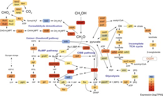 Both the Embden–Meyerhof–Parnas (EMP) and Entner–Doudoroff (ED) variants of the ribulose monophosphate (RuMP) pathway are feasible. This bacterium can fix inorganic carbon via the Calvin–Benson–Bassham (CBB) cycle. The tricarboxylic acid cycle is incomplete, as the 2-oxoglutarate dehydrogenase (OGDH) was not found. The genes are as follows: methanol dehydrogenase mxaF; 3-hexulose-6-phosphate synthase hps/rmpA; 3-hexulose-6-phosphate isomerase hpi/rmpB; transketolase tkt; ribose-5-phosphate isomerase rpiA; phosphoribulokinase prk; ribulose-phosphate 3-epimerase rpe; transaldolase talB; ATP-dependent 6-phosphofructokinase pfk; fructose-1,6-bisphosphate aldolase/phosphatase fbp: glucose-6-phosphate isomerase gpi; glucose-6-phosphate 1-dehydrogenase zwf; 6-phosphogluconolactonase pgl; phosphogluconate dehydratase edd; 2-dehydro-3-deoxy-phosphogluconate/2-dehydro-3-deoxy-6-phosphogalactonate aldolase eda; phosphoglucomutase pgm; glucose-1-phosphate adenylyltransferase glgC; fuctose-bisphosphate aldolase fba; triosephosphate isomerase tpi; formaldehyde activating enzyme fae; methylene tetrahydromethanopterin dehydrogenase mtdB; methenyltetrahydromethanopterin cyclohydrolase mch; formyltransferase/hydrolase complex fhcABCD; NAD(P)-dependent methylenetetrahydromethanopterin dehydrogenase mtdA; bifunctional 0methylenetetrahydrofolate dehydrogenase/methenyltetrahydrofolate cyclohydrolase fold; formate–tetrahydrofolate ligase fhs; formate dehydrogenase fdhAB; formate dehydrogenase, nitrate-inducible fdnGHI; glyceraldehyde-3-phosphate dehydrogenase gapdh; phosphoglycerate kinase pgk; phosphoglucomutase pgm; enolase eno; phosphoenolpyruvate synthase ppsA; phosphoenolpyruvate carboxykinase pepck; oxaloacetate decarboxylase Na(+) pump oadABC; pyruvate dehydrogenase aceEF-lpdA; citrate synthase gltA; aconitase acnA; isocitrate dehydrogenase idh; 2-oxoglutarate dehydrogenase complex OGDH; succinate–CoA ligase sucCD; succinate dehydrogenase sdhABC; fumarate hydratase class I, aerobic fumA; malate:quinone oxidoreductase mqo. Metabolites: OA, oxaloacetate; PEP, phosphoenolpyruvate; 2-phosphoglycerate, 2PG; 3-phosphoglycerate, 3PG; 1,3-bisphosphoglycerate 1,3BPG; 3-phosphoglyceraldehyde, G3P; dihydroxyacetone phosphate, DHAP; fructose 1,6-bisphosphate, F1,6BP; fructose 6-phosphate, F6P; hexulose 6-phosphate, H6P; ribulose 5-phosphate, Ru5P; ribulose-1,5-bisphosphate, Ru1,5BP; ribose 5-phosphate, R5P; glucose 6-phosphate, G6P; 6-phosphogluconolactonase, 6PGL; 2-Dehydro-3-deoxy-D-gluconate 6-phosphate, 6PGC; 2-keto-3-deoxy-6-phosphogluconate, KPDG; glucose 1-Phosphate, G1P; ADP-glucose, ADP-G; tetrahydrofolate, H4F; tetrahydromethanopterin, H4MPT. Average expression values from 4 individuals are shown.