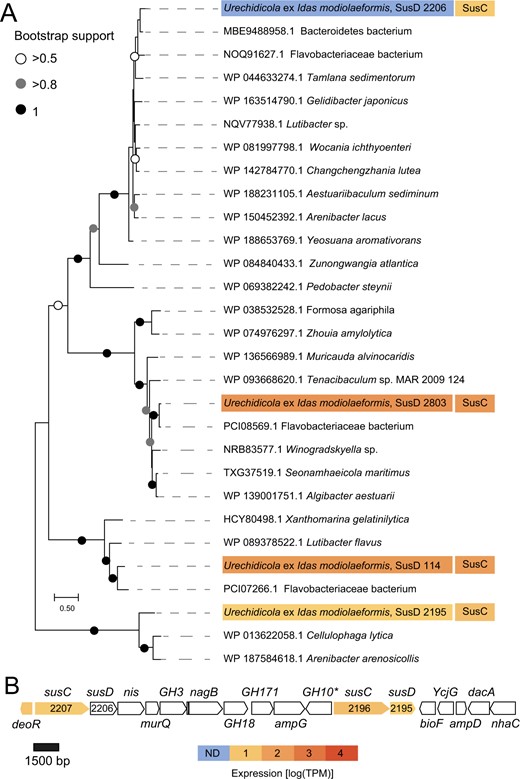 A Phylogeny and mRNA-level expression of the SusD proteins (MEGA11, 576 amino acid positions, LG + G + I model). The expression values are based only on a library from a single Idas individual, in which expression of these rare symbionts had detectable coverage. B The largest contiguous PUL (~27,000 bp) in Urechidicola symbiont comprised two susCD pairs, as well as genes encoding the following: transcription regulator, deoR; sodium/iodide co-transporter, nis; N-acetylmuramic acid 6-phosphate etherase, murQ, glucosamine-6-phosphate deaminase, nagB; MFS permease, ampG; aminotransferase, bioF; L-Ala-D/L-Glu epimerase, ycgG; N-acetylmuramoyl-L-alanine amidase, ampD; D-Ala-D-Ala carboxypeptidase, dacA; Na + /substrate antiporter, nhaC; as well as glycoside hydrolases 3,18,171,10. Most of these genes are involved in murein metabolism. * Indicates this gene was identified by an NCBI domain search, but not by dbCAN. The full list of CAZymes is available in Supplementary Table S2. The tree scale represents the number of substitutions per site. Expression values from a single individual (TR4, detectible Urechidicola coverage) are shown.