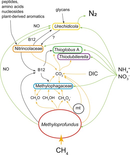 C1 routes (yellow), nitrogen (green) and macromolecule (black) are highlighted by arrows. For nitrate, the routes comprise both assimilatory and dissimilatory ones. A mitochondrion is included (mt). DIC is dissolved inorganic carbon.
