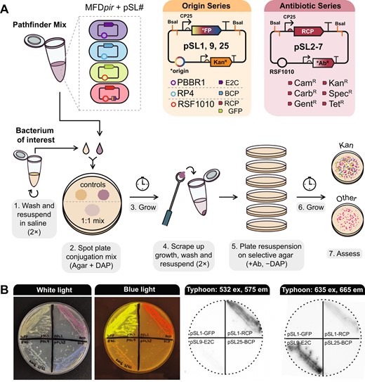A Plasmid maps and workflow for multiplex conjugation into a bacterium of interest. B Visualizing Pathfinder reporters. The same agar plate containing streaks of E. coli MFDpir donor strains, each with a plasmid expressing a different fluorescent protein or chromoprotein is shown in all images. The leftmost panel shows the plate under white light, the second shows the plate on a blue light transilluminator, and the last two panels show the plate imaged using a Typhoon 9500 FLA system with two different excitation and emission settings.