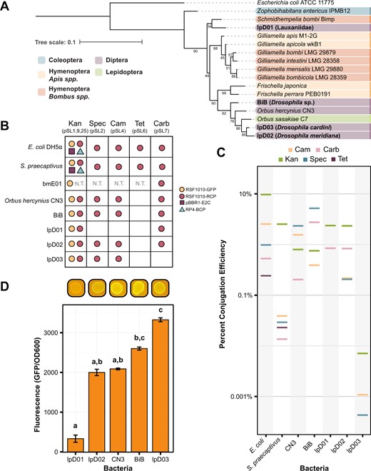 A 16S rRNA gene sequence phylogeny showing the relationship between the isolated species in this paper (in bold) and other members of the family Orbaceae. Strains are color-coded based on the taxonomic order of their original insect host. For each Orbaceae strain first reported in this study the closest taxonomic identifier that could be established for the host is shown in parentheses. Bootstrap values are depicted next to their respective branches. B Table depicting the compatibility of the bacteria in this study with each of the Pathfinder plasmids. Compatibility is defined as isolation and verification of at least a single transconjugant colony for each plasmid. Dots are used to represent compatibility and are color-coded according to the origin of replication and reporter gene on the plasmid. C The efficiency of conjugation under each of the antibiotic conditions in the study is plotted as a percentage of transconjugants relative to growth on nonselective media. Data are plotted on a log scale. Except in the Kan condition, where multiple plasmids may be present as shown in (B), all plasmids are RSF1010-RCP. D Bar chart showing the level of fluorescence for each strain engineered with pSL1-GFP (RSF1010-GFP) normalized to an OD600 reading for that same strain. Images above the chart show the appearance of each strain on a blue light transilluminator. Letters above each bar designate groups that are significantly different at the p < 0.01 level calculated using Dunn’s test with Bonferroni correction. Without the pSL1-GFP plasmid, all strains exhibited negligible autofluorescence (average fluorescence/OD600 levels ≤8.0).