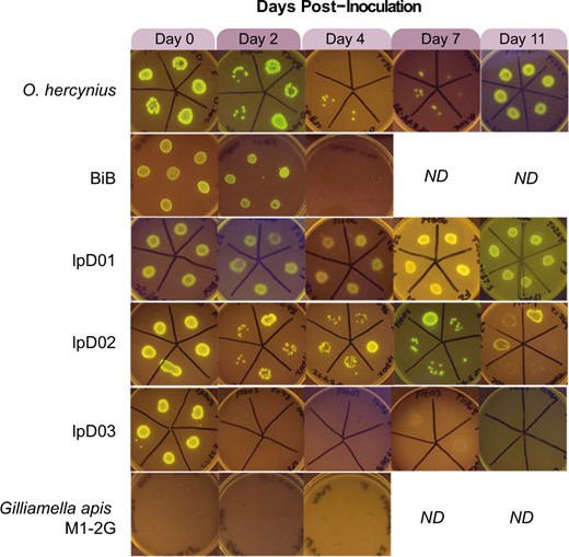 Images were taken of bacterial growth on selective media containing kanamycin following the growth of bacteria from crushed flies in the days following inoculation. Ability to colonize the host is determined by the presence of many GFP-expressing colonies. Days on which we were unable to collect data or stopped the experiment are indicated by “ND”.
