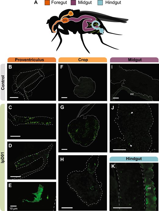 A Schematic of the Drosophila gut with colors designating three regions, foregut, midgut, and hindgut. The crop (cr) and proventriculus (pro) are labeled due to their relevance for the localization of the strain. Malpighian tubules (mt) are depicted in green. B–K Confocal images of the dissected gut of one uncolonized (B, F, I) and three colonized flies. Images (C, G, J, K) are from the same fly, (D, H) are from a second fly, and (E) is a from a third. Images (B–D, F–K) were captured at ×10 magnification, and image (E) was captured at ×40. Outlines for each of the relevant gut regions are represented by white dashed lines and arrows were added to (J) to point out individual bacterial cells. The Malpighian tubules (mt) exhibited autofluorescence in all flies. GFP intensities were linearly adjusted in each image to highlight bacterial localization. The scale bar for each image represents 100 µm except where indicated.