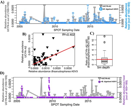 A UCYN-A2 often, but not always, co-occurs with its established host at 5 m depth across the SPOT time series. B UCYN-A2 relative abundance correlates with relative abundance of its most common host more weakly than the UCYN-A1 symbiosis. C The ratio of 16S: 18S genes of these organisms is lower than expected. Boxplot values indicate the median and interquartile range values of this ratio; the red line indicates the average (2.139). 29 sampling dates, on which host and symbiont are present, are included. D UCYN-A2 occasionally co-occurs with Braarudospharea ASV1. The relative abundances of 16S and 18S ASVs were normalized as described in Supplementary Methods to allow for direct comparison.