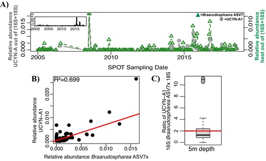 A UCYN-A1 consistently co-occurs with its putative host at 5 m depth across the SPOT time series. Panel inset indicates the relative abundance of UCYN-A1 in the smaller size fraction. B UCYN-A1 relative abundance strongly correlates with its putative host relative abundance. C The ratio of 16S: 18S genes of these organisms is, on average, as expected. Boxplot values indicate the median and interquartile range (IQR) values of this ratio; the red line indicates the average (1.991). One outlier (ratio > 50) was excluded. 43 sampling dates are included. As with UCYN-A2, the relative abundances of 16S and 18S ASVs were normalized to allow for direct comparison.