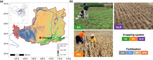 a Geographic locations of the study sites. b Three selected cropping systems in this study. We collected soil samples from a 36-year experiment under diversified cropping systems (i.e., continuous leguminous alfalfa (AC), continuous winter wheat (WC), grain-legume rotation (GLR)) and long-term fertilization (i.e., unfertilized control (CK), phosphorous (P), P and nitrogen (NP) and nitrogen + phosphorus + manure (NPM)) in highland agroecosystems of the Loess Plateau, China.