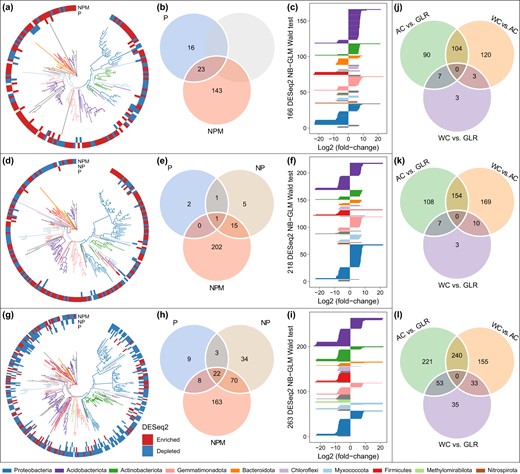 The number of differentially abundant ASVs was identified using the DESeq2 package (FDR < 0.05, Supplementary Table S3) using the unfertilized treatment as a control in the AC (a–c), WC (d–f) and GLR (g–i) systems, or using a specific cropping system as a control under the CK (j), P (k) and NPM (l) treatments. “Enriched” and “depleted” ASVs indicated that they were more and less abundant, respectively, in the specific fertilization treatment than in the unfertilized treatment. The three figures from left to right (i.e., a–c) showed the phylogenetic tree of fertilization-sensitive ASVs, the number of shared/unique fertilization-sensitive ASVs among different fertilization treatments, and the taxonomic attributes of sensitive ASVs responding to NPM treatment, respectively. Legend: AC continuous alfalfa system, WC continuous wheat system, GLR grain-legume rotation system, CK unfertilized control, P phosphorus, NPM nitrogen + phosphorus + manure. Detailed results are presented in Supplementary Table S3.