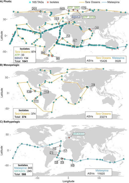 A Photic. Labeled samples correspond to those stations where isolates were obtained from: Tara Oceans (39, 67, 72, 76, 84, 85, 151, 163, 175, 201), Blanes Bay Microbial Observatory (BBMO), and ATP Arctic cruise (ATP_SRF, ATP_DCM). Stations with red asterisks correspond to amplicon 16S TAGs from eight vertical profiles with five different microbial size fractions collected from the Malaspina Expedition. B Mesopelagic. Labeled samples correspond to those stations where isolates were obtained from the Tara Oceans (39, 102, 111, 138). C Bathypelagic. Labeled samples correspond to those stations where isolates were obtained from: Malaspina (10, 17, 23, 32, 43) and MIFASOL. Circles connected with a blue line show the distribution of the samples obtained from the Malaspina Expedition, while circles connected with an orange line show those from the Tara Oceans. Each pie chart shows the presence or absence of samples from the different datasets: orange, isolates; and light-blue, metabarcoding 16S TAGs.