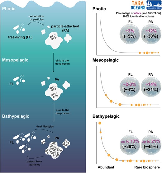 Graphical Abstract