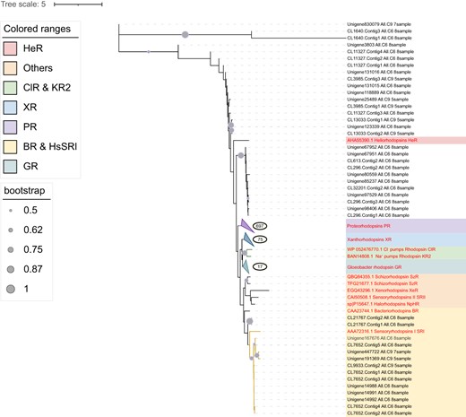 Different colors show types of rhodopsin, which are represented by reference sequences marked in red. Types of rhodopsin are shown on the medial left. The tree scale is shown on the upper left. Bootstrap is shown on the lower left. The number in the circles depicts the total number of rhodopsin unigenes in the cluster. Genbank accession number of reference PRs, XRs and GRs are as follows: PRs (AAG10475.1, AAK30179.1, BAN14807.1, AAZ21446.1), XRs (AIN36550.1, ADY17811.1, ADY17809.1, ADY17808.1, ABV22426.1, ABV22432.1, AAO14677.1, AEF32711.1, ABV22427.1, ADY17806.1, AJA37445.1, WP_011404249.1, AEP68177.1, AKG94905.1), GR (BAC88139.1).