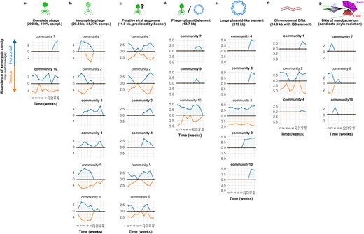 Results of xenoseq_trace for seven xenotypic sequences; a a phage with 100% read coverage as reported by CheckV (abbreviated as compl), b an incomplete yet highly abundant phage sequence (at certain time points covered by >106 reads), c a putative viral sequence exclusively predicted by seeker, d a sequence reported to be both phage and plasmid by all relevant MGE tools, e a large plasmid that successfully establishes in four communities, f a putative chromosomal region flanked by a transposable element, and g a sequence not predicted to be an MGE, but annotated by CAT as being Candidatus Saccharibacterium. For all panels, abundances (y axes, average read coverage) are shown across communities over all time points (x axes). Abundance in horizontal communities is shown in blue, whereas abundance in vertical communities is shown on the opposing axes in in orange. Communities in which sequence are unique to the horizontal regime are shown in bold. Communities in which the contig was not observed are omitted for clarity. The full interactive data set is available as Supplementary Material.