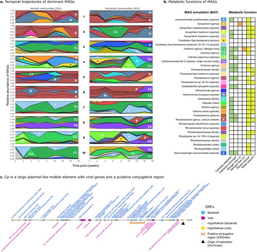 a For all 20 replicate experiments (10 horizontal, 20 vertical), abundance (relative read coverage) is shown for MAGs over time. For clarity, only MAGs that are highly abundant across multiple time points are shown (representing on average 59.6% of the total community), and abundance is given as the fraction of reads mapping only to these particular MAGs. A subset of MAGs are labelled with a letter (C1, R, N, Cp, etc.) corresponding to the legend in (b). b Metabolic functions assigned to each MAG. MAGs encoding putative endoglucanases, cellobiosidases, nitrogenases (I and II), and nitrate/nitrite reductase were assigned roles to cellulose degraders, cellulose scavengers, nitrogen fixers, nitrate reducers, and nitrite reducers, respectively (see Methods). A score was calculated based on the number of significant hits to these protein sequences, and MAGs with a score greater than 0.1 are coloured in the heatmap. c A circular, 313 kb mobile element (Cp) that emerges in four independent horizontal communities. The element contains both plasmid-like and phage-like traits.