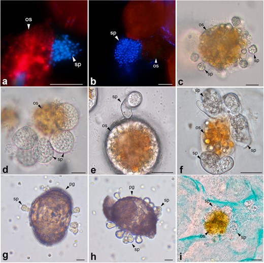 Epifluorescence microscopy: a DAPI staining of mature sporangia from natural samples. b DAPI staining of mature sporangia of Dinomyces arenysensis from laboratory cultures. Light microscopy. c Early infection stage of D. arenysensis strain ICMB1109 infecting Ostreopsis sp. (ICMB293). d Immature sporangium stage of strain ICMB1109 infecting Ostreopsis sp. e Early infection stage of Lobulomycetales strain ICMB1108 infecting Ostreopsis sp. f Immature sporangium stage of strain ICMB1108 infecting Ostreopsis sp. g, h Pine pollen grains with multiple sporangia of D. arenysensis ICMB1103, observed 4 days after inoculation of the chytrid (i) Alcian blue staining of mucilage present in cultures of Lobulomycetales sp. sp: sporangium, os: Ostreopsis sp., pg: Pine pollen grain. Scale bars = 10 µm.