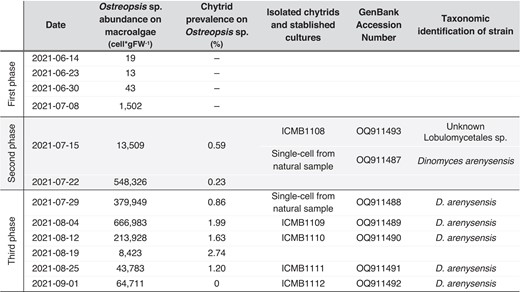 Sampling dates, cell abundance of Ostreopsis sp. on macroalgae as determined by light microscopy counts, and chytrid prevalence on Ostreopsis sp. in field samplings. –: not determined. Chytrids were isolated for culture and sequenced by single-cell PCR. Strains grown under laboratory conditions are named after the culture collection (ICMB). The 18S rDNA molecular sequences and the resulting taxonomic identities of the strains are indicated. White rows mark the first and third sampling-based phases of the epiphytic assemblage; shaded rows mark the second phase.