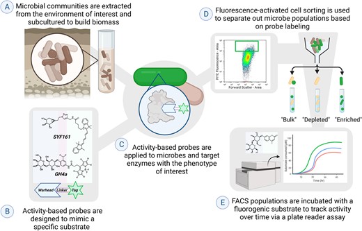 A Microbes are extracted from an environmental soil sample and incubated in media overnight. B Activity-based probes are developed with a warhead to target specific enzymes, a linker as a bridge to the functional tag, and a fluorophore tag to allow for downstream analyses. C The designed activity-based probes are applied to the cell community to target enzymatic reactions for the phenotype of interest. D Fluorescence-activated cell sorting is used to sort populations of cells depending on the presence or absence of probe labeling. E Sorted microbial populations are plated and incubated with fluorogenic compounds to track enzymatic activity over time as a proxy for phenotypic activity. Image generated using BioRender.