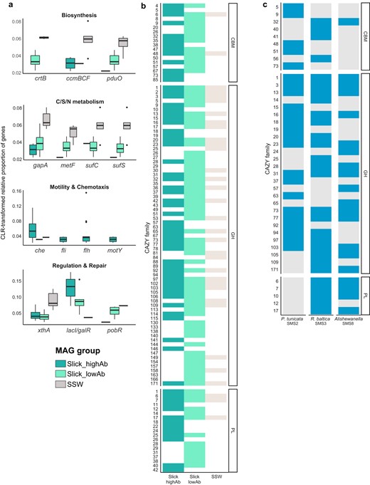 Several genes from functionally related categories (e.g. che chemotaxis, fli/flh flagellum genes) were combined, showing the average CLR value. lacI/galR LacI family transcriptional regulator, xthA exodeoxyribonuclease, motY sodium−type flagellar protein, pobR AraC family transcriptional regulator, sufS cysteine desulfurase/selenocysteine lyase, sufC Fe − S cluster assembly ATP-binding protein, metF methylenetetrahydrofolate reductase, gapA glyceraldehyde 3−phosphate dehydrogenase, pduO cob(I)alamin adenosyltransferase, crtB 15−cis−phytoene synthase, ccmBCF cytochrome/heme biogenesis/transport (Table S4c) (a). Diversity of CAZyme families in different MAG groups (see Table S4d for details) (b). CAZyme profiles of slick SML isolates, showing presence/absence of carbohydrate-binding module (CBM), glycoside hydrolase (GH), and polysaccharide lyase (PL) gene families (Table S2e). The four R. baltica isolates featured identical CAZyme diversity; therefore, only SMS3 is shown as representative. Due to lower completeness of SMS9, only SMS8 is shown for Alishewanella sp. (c).