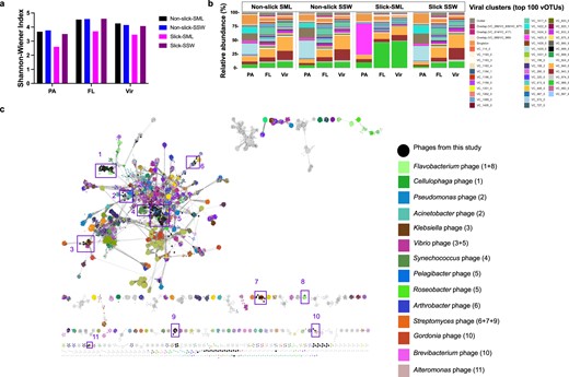 Shannon-Wiener Index for vOTUs for the four different sample types (a). Relative abundance of viral clusters (VC) including the top 100 abundant vOTUs show an increase in relative abundance of certain VC in slick SML (VC_1425_0 & VC_988_0), while other VC decreased in relative abundance (VC1424_0 or VC_572_0) compared to reference samples. Further information about VCs and closest associated viruses is given in Table S6. Outliers and singletons refer to unclustered, presumably unknown viruses (b). Many vOTUs (nodes) from this study clustered with known phages of Flavobacterium, Pelagibacter, or Synechococcus based on shared protein clusters (interactions with known phages indicated by eleven purple frames) with a virus reference database from July 2022. Several vOTUs clustered only with other vOTUs from this study indicating unknown viruses (c). FL free-living fraction (5–0.2 µm), PA particle-associated fraction (>5 µm), SML sea-surface microlayer, SSW subsurface water (~70 cm depth), Vir viral fraction (<0.2 µm).