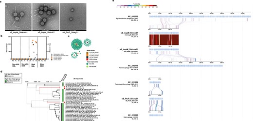 Negatively stained electron micrographs reveal myovirus morphology of Slickus and Slicko and podovirus morphology of Slicky, scale bar 100 nm (a). Coverage of reads based on mapping to the host MAGs Alishewanella sp. (MAG_01) and Pseudoalteromonas tunicata (MAG_66) as well as phages vB_AspM_Slickus01, vB_AspM_Slicko01, and vB_PtuP_Slicky01 (b). CRISPR spacer extracted from reads matching at 100% similarity to phage genomes from isolates and the SMS8 prophage of 50 kb. No matches from SSW spacers were detected. c Proteomic tree with placement of Slickus, Slicko, and Slicky (indicated by red stars) and closest related phages from the Refseq database (d). Based on insights from the tree, genomic alignments with related phages with indicated identity of proteins based on tBLASTX results (e). Annotations for the phage isolates are given in Table S14. SML sea-surface microlayer, SSW subsurface water.