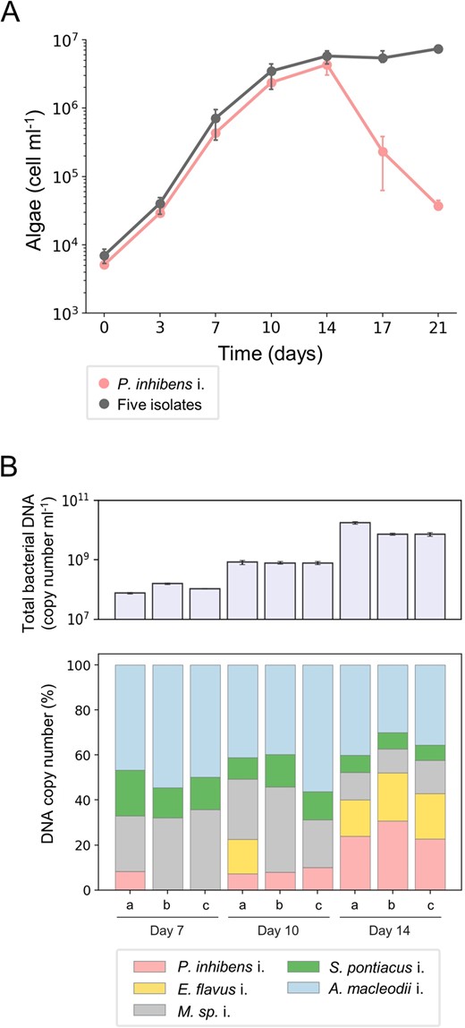 A Growth of E. huxleyi CCMP2090 with P. inhibens i. or with the five-member bacterial consortium (syncom) was monitored for 21 days. The data show that algal death is not triggered by the bacterial consortium although it contains the bacterial pathogen. Each data point consists of 3 biological replicates, error bars designate ± SD. The corresponding growth of P. inhibens i. in co-culture can be seen in Supplementary Fig. S2C. B Upper panel – total bacterial copy number was quantified using a specific DNA locus for each species in the syncom (see materials and methods) along three time points of algal growth. Each time point consists of 3 biological replicates (a, b and c), error bars designate ± SD. Lower panel - the relative abundance of the five isolated bacteria in the syncom was calculated as a percentage of DNA copy number (derived from the total DNA copy number presented in the upper panel) at three time points during algal growth. Of note, the relative abundance of the P. inhibens i. appears to increase although pathogenicity is not executed, evident by no algal death. Each time point consists of 3 biological replicates (a, b and c).