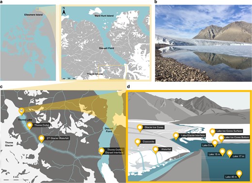 a Location of the Thores system on northern Ellesmere Island, near Disraeli Fiord (inset). b Interface between Thores Glacier and Thores Lake. c Map of sampling sites collected along flow order in Thores watershed and outflow (n = 14). d Samples were collected at each site either from ice (glacier, lake ice) or water (lake, river, meltwater).