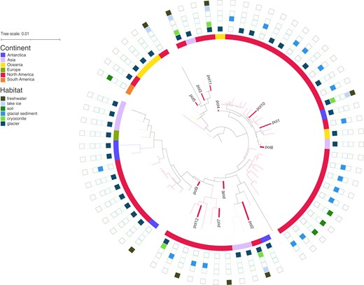 Phylogeny of Polaromonas-identified ASVs from the Thores system, aligned along the V4 region of the 16 S rRNA gene of Polaromonas isolates from Ward Hunt Island (NEI) and around the globe accessed through NCBI. For accession numbers and metadata for isolates, see Supplementary Table S4.