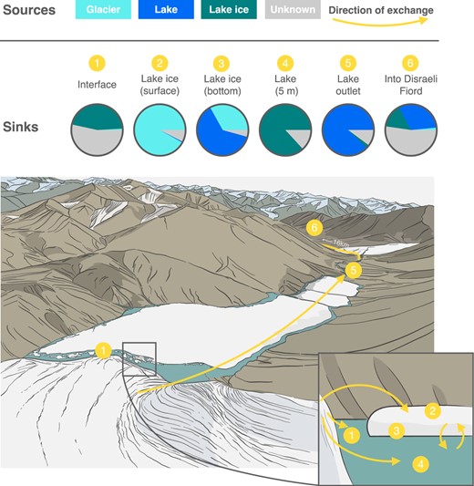 Potential sources are the glacier, lake ice, and lake water. Taxa whose origin could not be traced to these categories are marked as “Unknown”. Sinks across the continuum include the interface, lake ice (surface and bottom), lake water (at 5 m), the mouth of the outflow, and its junction in Disraeli Fiord 16 km downstream. Pie charts display the proportion of the origin of microbial taxa in each sink, and yellow arrows show the direction of exchanges from sources to sinks across the continuum. Circled numbers identify sinks on the illustrations. The mean source tracking values and confidence intervals for all sinks (including the rest of the water column) are given in Supplementary Table S7.