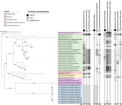 The Maximum Likelihood phylogenomic tree of the Endozoicomonadaceae family on the left was constructed with the Insert Genomes into Species Tree—v.2.2.0 app of DOE Systems Biology Knowledgebase (KBase). This tree presents 42 genomes, including 19 metagenome-assembled genomes (MAGs, in bold), two single amplified genomes (SAGs, in italics), and 21 genomes from cultured representatives. Gray circles on the branches indicate bootstrap support of ≥75%. The tree is drawn to scale and was edited in iTOL. The columns next to the tree indicate the number of chitin-degradation related proteins/protein domains present on each genome. Chitin-degradation related genes were annotated using RASTtk v.2.0 (Rapid Annotation using Subsystem Technology toolkit; black circles), COG (Cluster of Orthologous Groups of proteins, empty triangles) and Pfam (protein families, empty circles) databases, respectively. Ca.—Candidatus. More information on the genomes used here, including their genome assembly accession numbers, is available in Table S1 of Additional File 2. Genome-wide COG and Pfam annotations of the 42 Endozoicomonadaceae genomes are available in Tables S3 and S4. Further details on the chitin degradation-related entries shown here can be found in Table S2 (RASTtk) and Table S5 (COGs, Pfams).