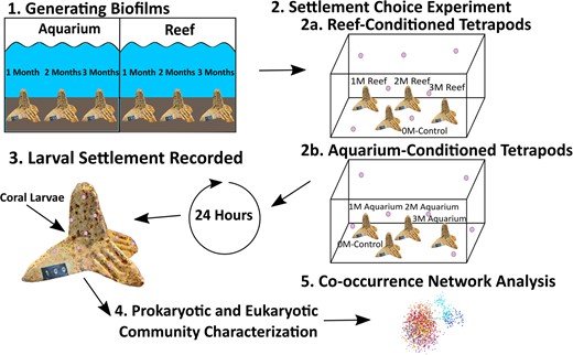 (1) Blank tetrapods were deployed in both the Australian Institute of Marine Science’s SeaSimulator (subsequently designated ‘aquarium’) and at Backnumbers Reef (subsequently designated ‘reef’) for 1, 2 and 3 months, to establish biofilms. (2) Following coral spawning, tetrapods from each conditioning treatment were placed in respective tanks together (along with a 0-month control) with A. tenuis coral larvae for 24 hours. (3) After 24 h, larval settlement was scored for each tetrapod and the biofilms were scraped from the tetrapods for downstream molecular analysis. (4) Microbial communities within the biofilms, larvae and seawater were characterised using 16S and 18S rRNA gene amplicon sequencing. (5) Microbial communities were analysed using co-occurrence network analysis.