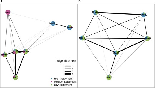 Graphs show prokaryotic co-occurrence networks with overlaying settlement data. Simplified networks were created for prokaryotic communities within (A) aquarium-conditioned biofilms and (B) reef-conditioned biofilms at all sampling time points. Each mega node in these simplified networks represents a module of ASVs collapsed into one group (as shown in Fig. S4). The edges represent connections between bridging ASVs that co-occur across different modules. Edge thickness reflects the total number of connections between modules. The pie chart nodes show the proportion of ASVs that are associated with high (blue), medium (purple), and low-settlement categories (green).