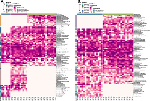 Log transformed relative abundance of rare taxa (<0.1% relative abundance of 16 S rRNA gene sequencing reads) is shown at the family level (right) across biofilms samples within high (blue), medium (purple), and low-settlement (green) categories (top) for aquarium (A; N = 35) and reef (B; N = 35) datasets at all sampling time points. Corresponding modules for each family where it was present at the highest abundance are shown on the left. Families identified as containing potential inducers and inhibitors are labelled with a red asterisk. The module legend and biofilm samples are ordered based on their level of settlement (from highest to lowest).