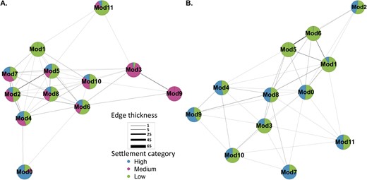 Graphs show eukaryotic co-occurrence networks with overlaying settlement data. Simplified networks were created for eukaryotic communities within (A) aquarium-conditioned biofilms and (B) reef-conditioned biofilms across all timepoints. Each mega node in these simplified networks represents a module of ASVs collapsed into one group (as shown in Fig S4). The edges represent connections between bridging ASVs that co-occur across different modules. Edge thickness reflects the total number of connections between modules. Nodes are represented by pie charts showing the proportion of ASVs that are associated with high- (blue), medium- (purple), and low-settlement categories (green).