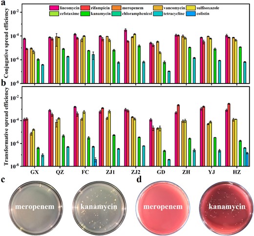 a Indigenous bacterial populations conjugative transfer assay. b Plasmid DNA-mediated transformation experiments. c Transformants selected by transformation experiments. d Transconjugants selected by conjugation experiments using MacConkey agar.